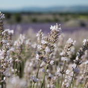 White Lavender Accord