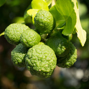 Bergamot Essence