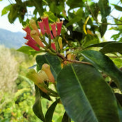 Clove Bud Essence