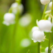 Lily of the valley Accord