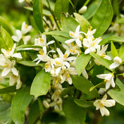 Neroli Essence