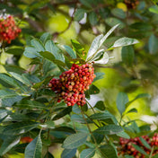 Pink Pepper Leaf Essence