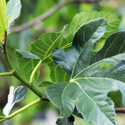 Fig Leaf Accord