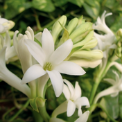 Tuberose Absolute