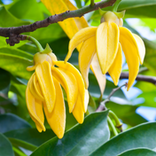 Ylang-Ylang Essence