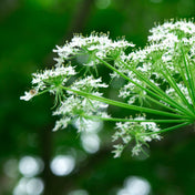 Angelica Roots Essence