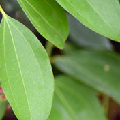 Cinnamon Leaf Essence